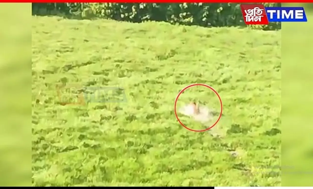 Villagers Fear for Safety as Two Tigers Roam Unrestrained in Assam’s Kaliabor